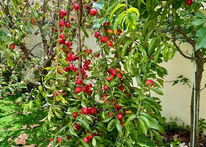 Lejlighed The Well Apartment, Sao Vicente 86